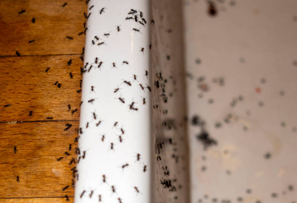 Best Cockroach Control Services  in Lake Wazeecha, WI