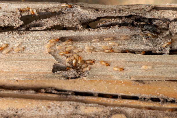 Best Pest Prevention Services  in Lake Wazeecha, WI